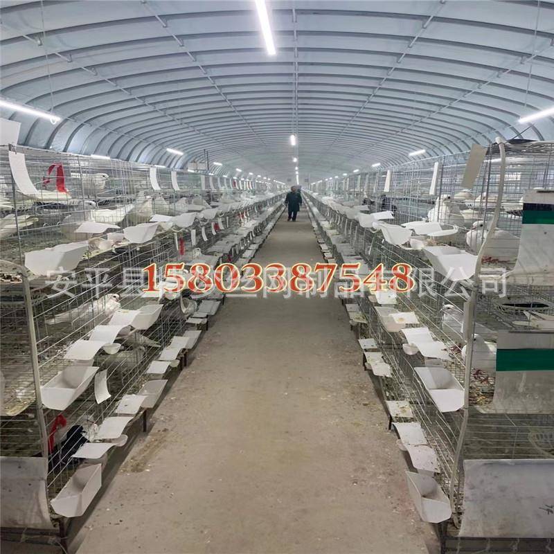 鸽笼鸽子笼子养殖笼笼子鸽笼16位鸽笼全套鸽子笼具