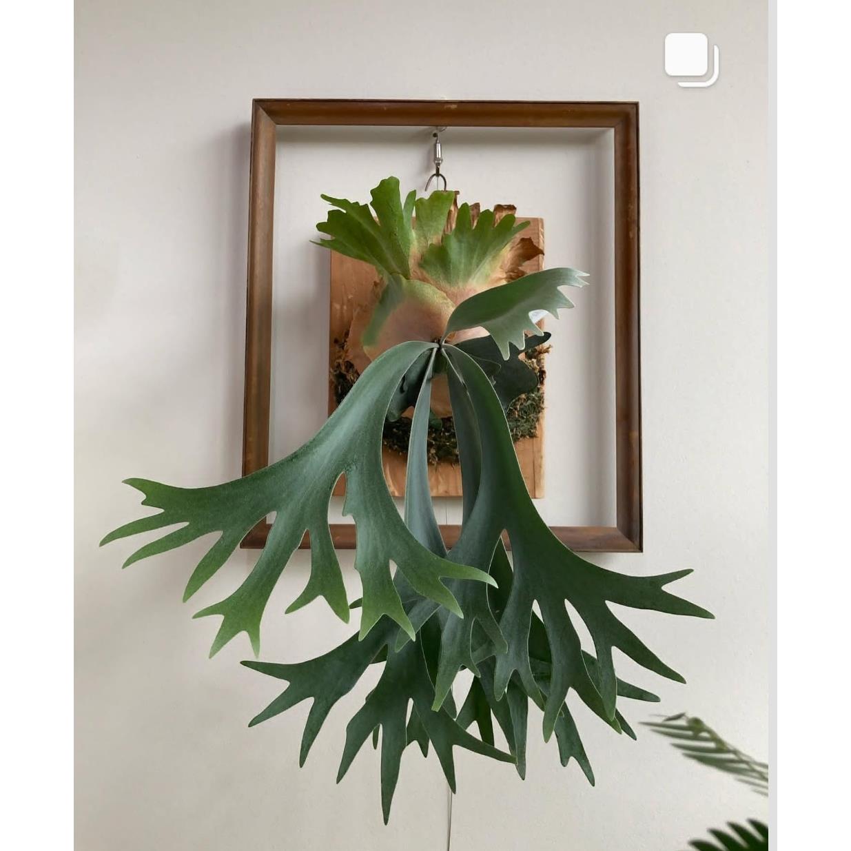 鹿角蕨二岐鹿角蕨植物附生蕨类北欧风绿植室内盆栽热带雨林