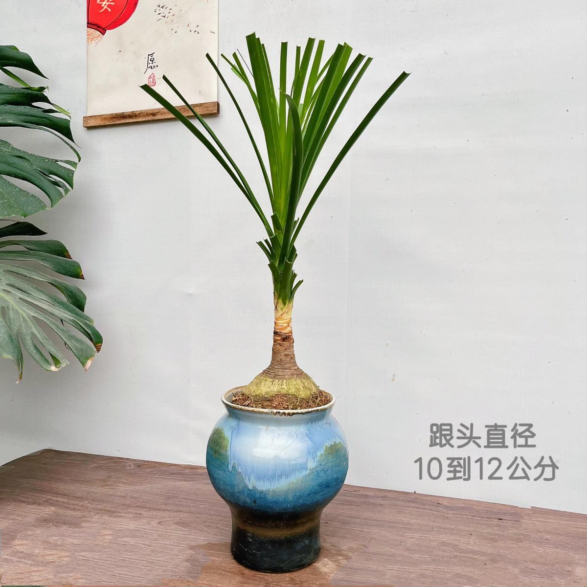 酒瓶兰球根盆栽客厅办公桌面耐荫耐旱好养小绿植四季常青块根植物
