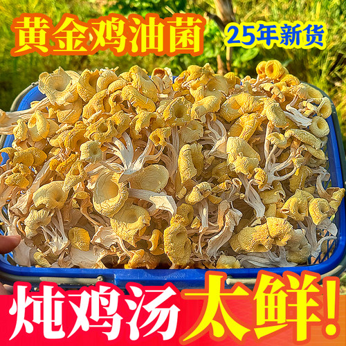 鸡油菌干货500克云南菌子新鲜榆