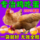 专治鸡吃蛋 药防止鸡啄蛋神器互啄羽肛补钙维生素营养不良用饲料