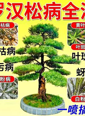 罗汉松专用营养液叶枯病白粉病专用杀菌杀虫防治叶子发黄掉叶发脆