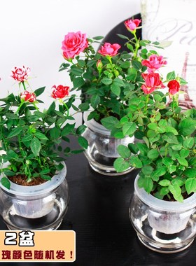 杜鹃花室内盆栽绿色植物玫瑰花卉绿萝发财树万年青水培植物