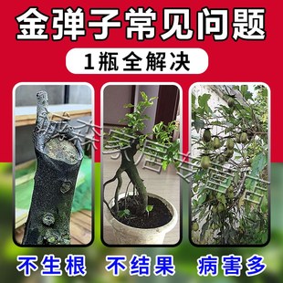 金弹子爆根剂多菌灵生根粉扦插盆景专用肥快速壮苗药水复活营养液