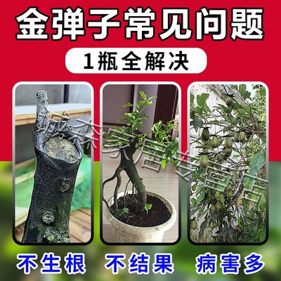 金弹子爆根剂多菌灵生根粉扦插盆景专用肥快速壮苗药水复活营养液