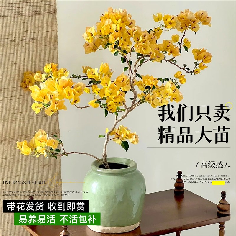 三角梅盆栽带花四季开花重瓣马斯绿樱特大号老桩垂丝原生花卉易活