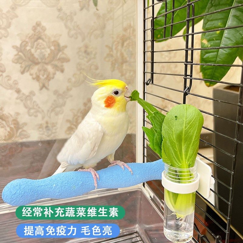 鹦鹉保鲜果蔬篮玄凤牡丹虎皮蔬菜水果蓄水保鲜喂食器鸟用食盒玩具,宠物/宠物食品及用品,鸟禽喂食器/喂水器,淘宝优惠券,粉丝福利购,淘宝优惠卷