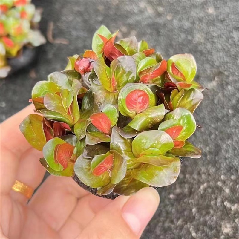 红蝴蝶小坨草鱼缸前中後景造景水草懒人水培增氧淡水红色水草植物