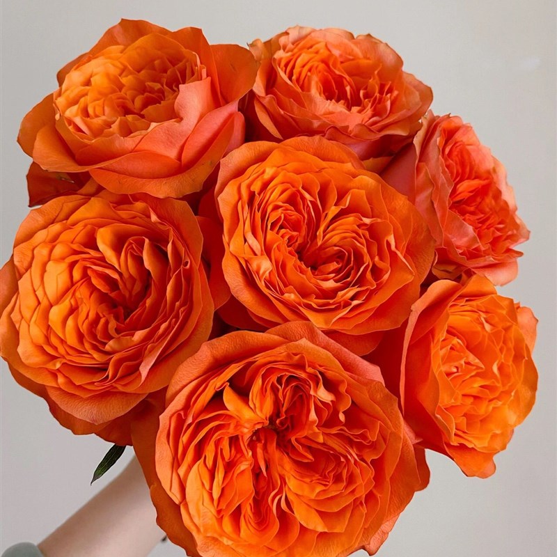 铃兰家  轨道 肯尼亚2022超新品月季切花玫瑰花苗盆栽深橘色灌木