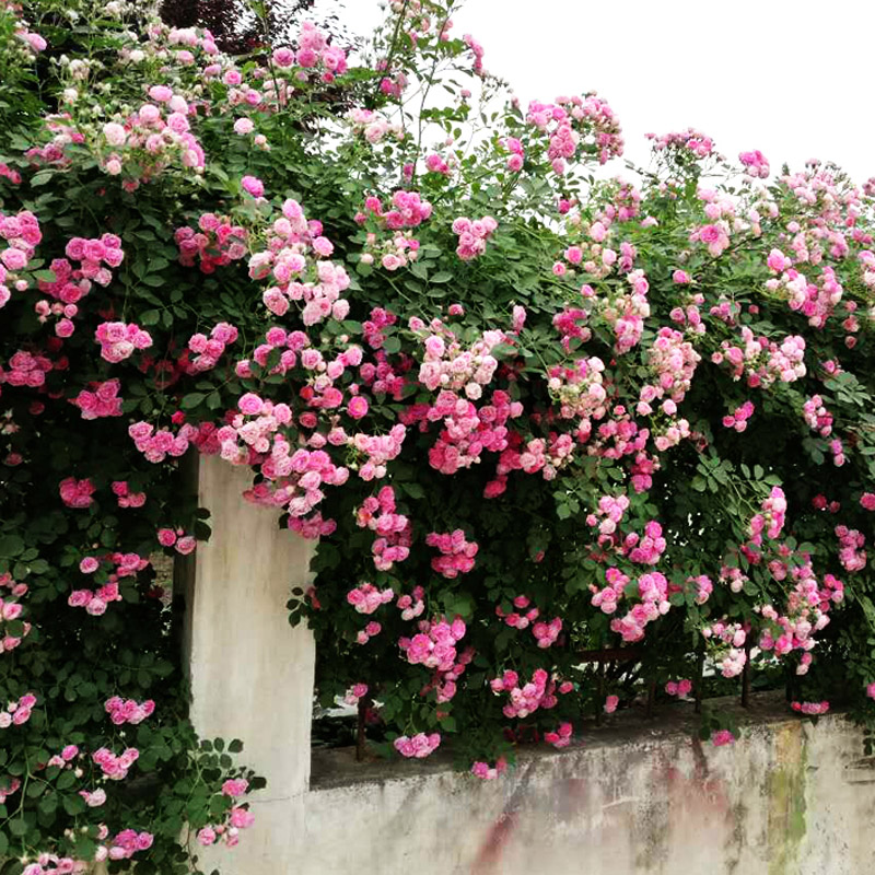 多花蔷薇月季花苗十姐妹庭院爬藤阳台四季花卉七姐妹浓香盆栽植物