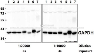 Bioworld甘油醛-3-磷酸脱氢酶GAPDH(1A6)单克隆抗体/-HRP内参抗体