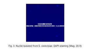 Minute™酵母/真菌细胞核和细胞质蛋白提取试剂盒 分离质/核蛋白