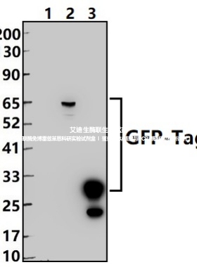 Bioworld标签抗体GFP-Tag小鼠mAb 绿色荧光蛋白标签小鼠单抗/-HRP