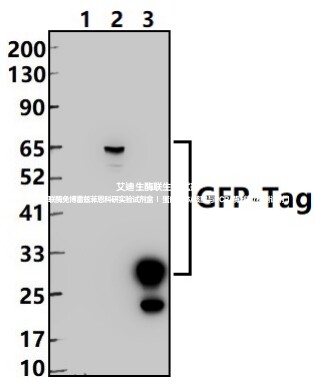 Bioworld标签抗体GFP-Tag小鼠mAb 绿色荧光蛋白标签小鼠单抗/-HRP