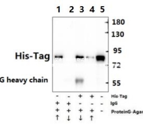 Bioworld标签抗体 His-Tag多克隆抗体；His-tag (4C2) 单克隆抗体