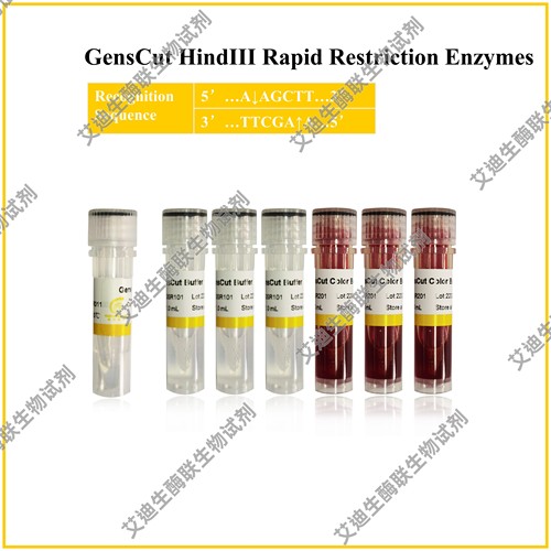 GensCut HindIII 快速限制性内切酶，共用缓冲体系，极低星号活性