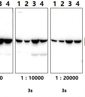 Bioworld 内参 β-肌动蛋白(I102)/β-肌动蛋白(D165)多克隆抗体