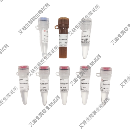 一步法TUNEL细胞凋亡检测试剂盒(CF488绿色荧光)适用切片爬片涂片