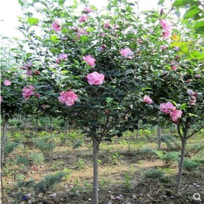 四季庭院风景树 玫红重瓣木槿花树苗 红花木槿阳台盆栽 开花不断