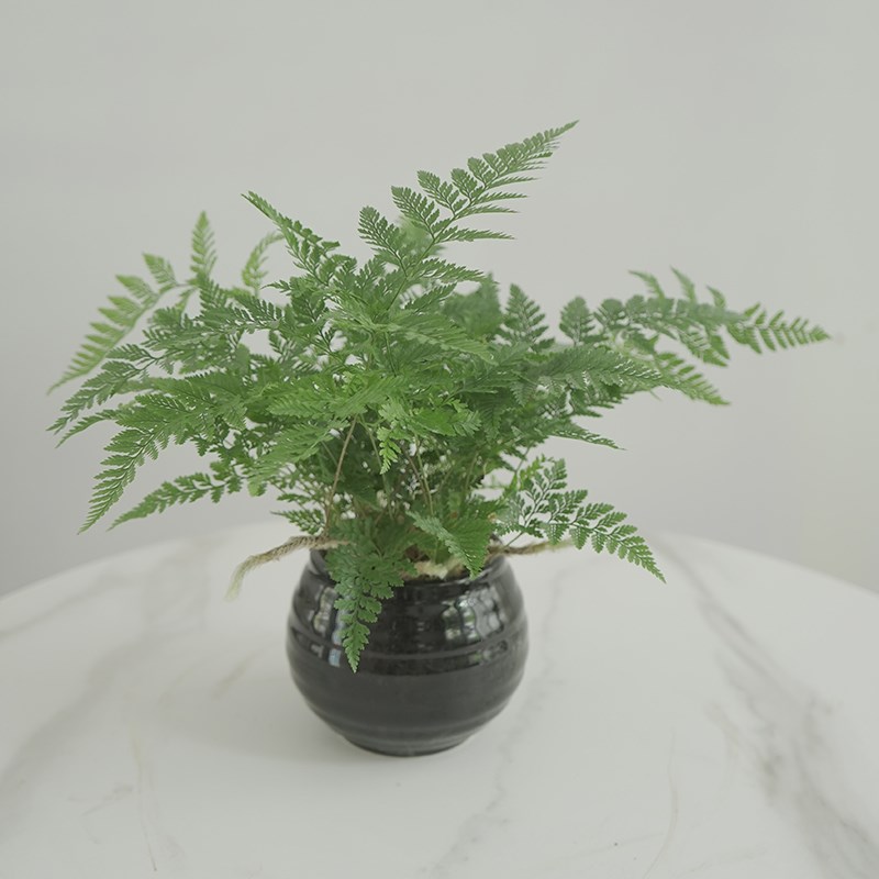 狼尾蕨绿植盆栽办公室内桌面窗台四季常青耐阴蕨类观赏绿色植物