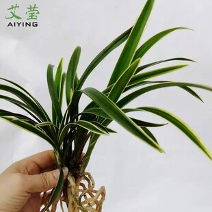 艾莹兰花苗 建兰粉花紫薇粉荷 夏带花苞出售好养有香味的花卉盆栽