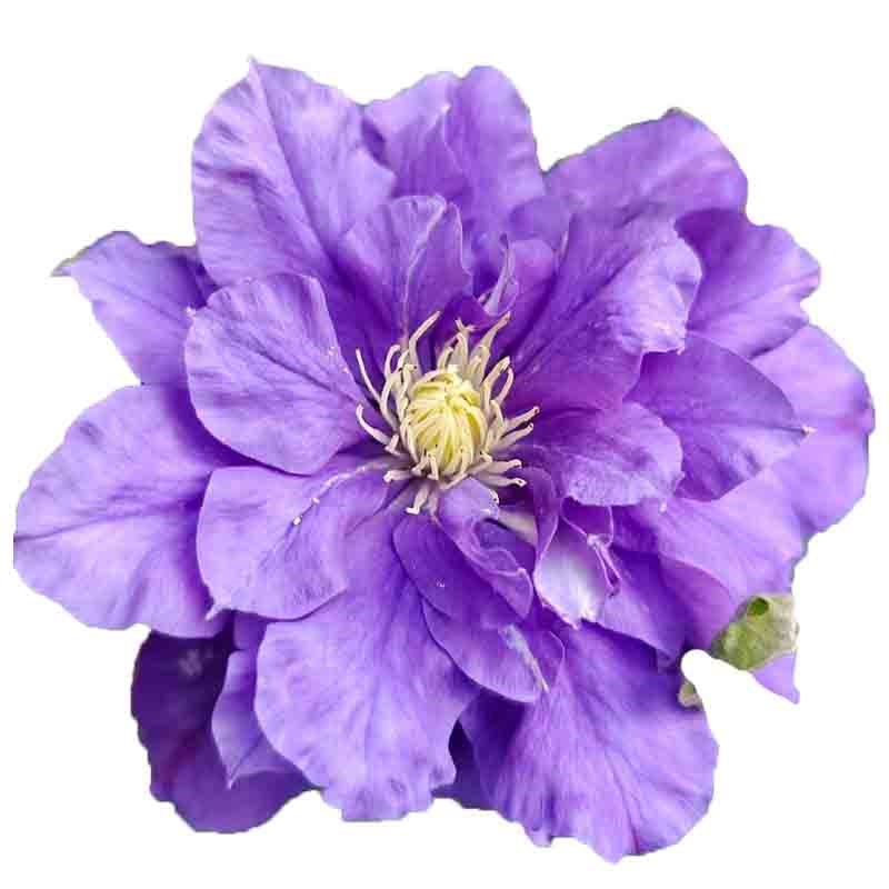 卡纳瓦铁线莲盆栽爬藤植物大苗重瓣大花藤本花卉庭院无刺耐热攀爬