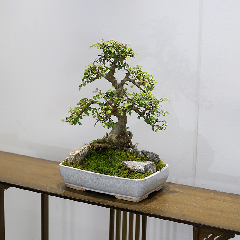 小叶榆树造型老桩盆景矮霸榔榆植物室内客厅办公室绿植阳台庭院