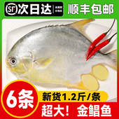 金鲳鱼广东特产新鲜海鲜金昌鱼送礼 包邮 顺丰冷链