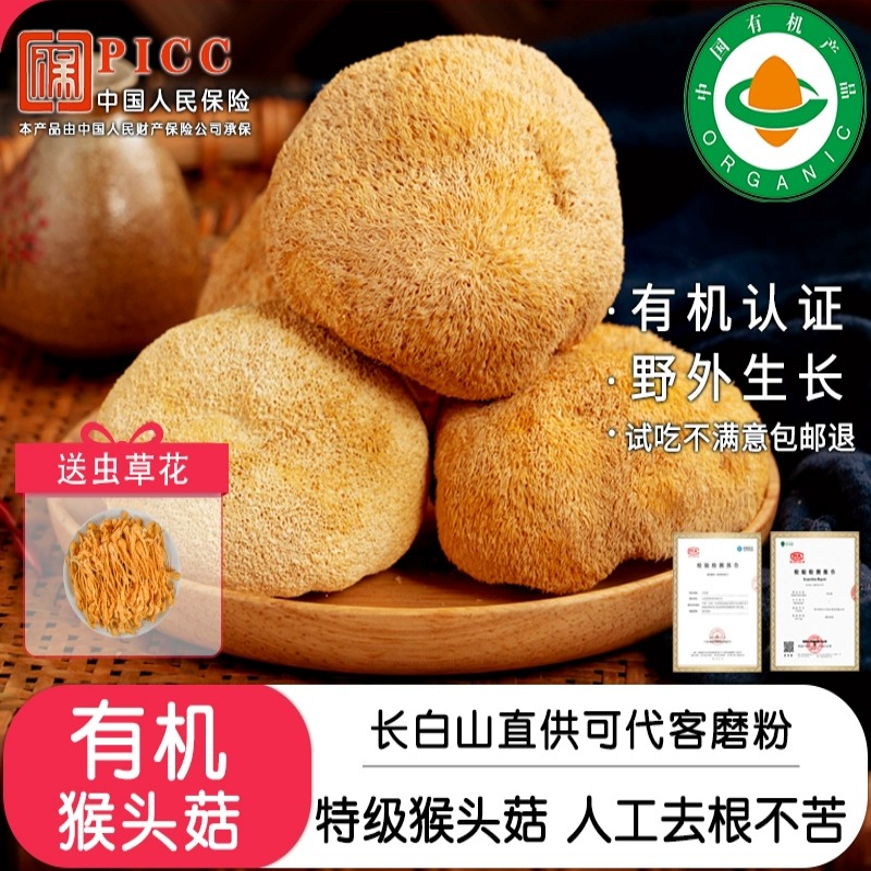 东北长白山特级猴头菇野外生长