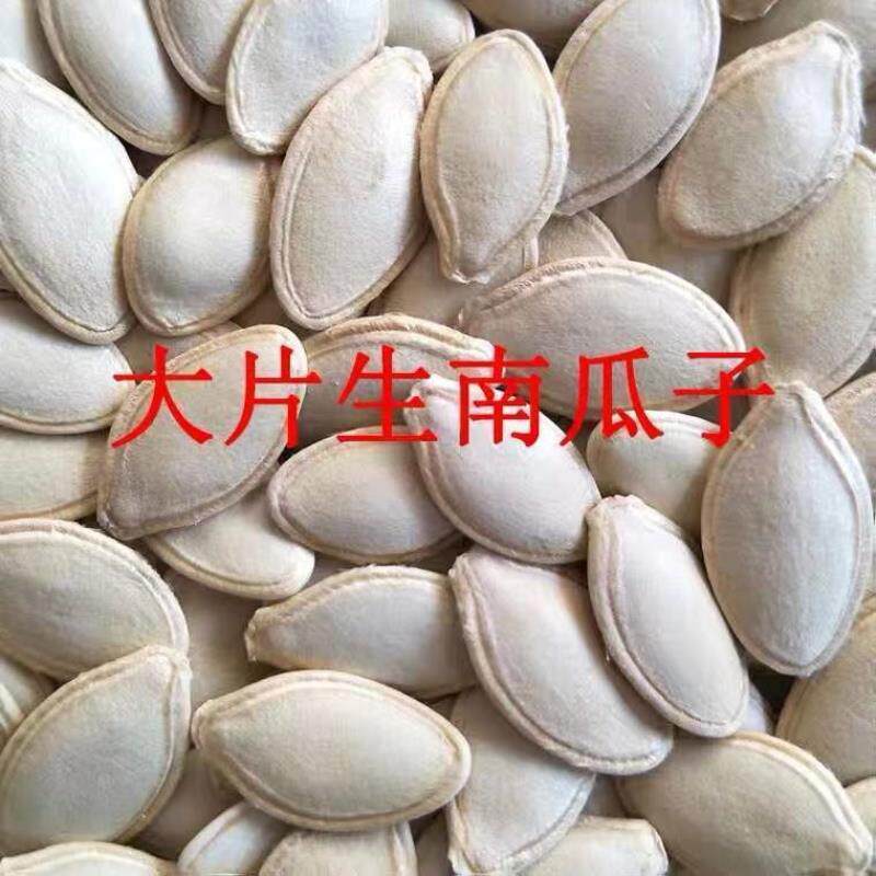 2024新货生南瓜子中大片带壳南瓜籽非熟内蒙古生瓜子1斤5斤包邮