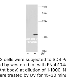 FineTest未标记一抗γ-H2AX antibody,γ-H2AX抗体 适用WB,IHC,IF