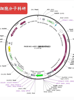 pKSE401-GFP,敲除载体,GFP标签,可同时敲除 A 基因,过表达 B 基因