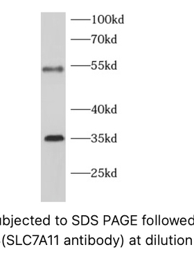 FineTest未标记一抗 SLC7A11 antibody,SLC7A11抗体,适用ELISA,WB
