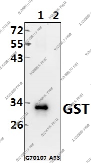 Bioworld标签抗体 GST-tag(3A10) /GST-tag(1B9) /GST 单克隆抗体