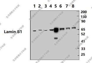 Bioworld内参抗体 Lamin B1 /层粘连蛋白B1小鼠单克隆抗体-HRP