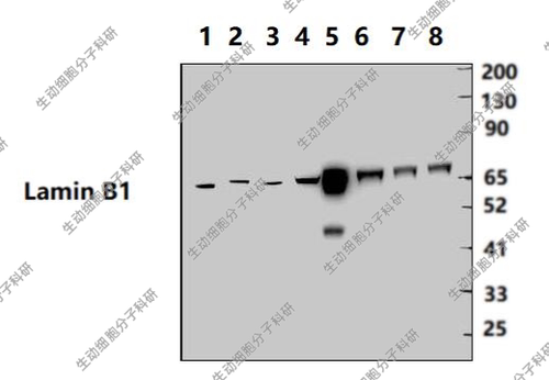 Bioworld内参抗体 Lamin B1 /层粘连蛋白B1小鼠单克隆抗体-HRP