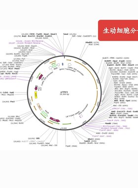 pTRV1（GV3101），VIGS 基因沉默载体，农杆菌 GV3101，科研实验