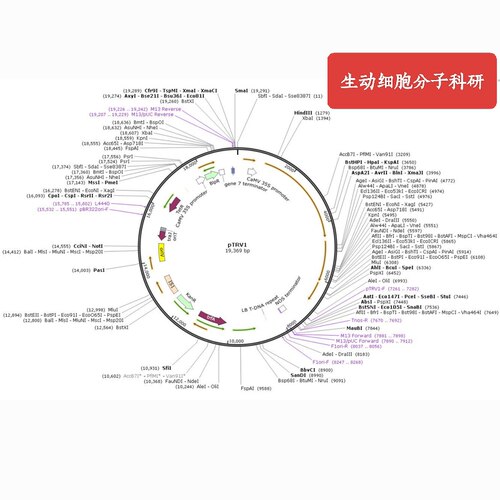 pTRV1（GV3101），VIGS 基因沉默载体，农杆菌 GV3101，科研实验