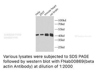 内参抗体FineTest未标记一抗 β-肌动蛋白抗体ELISA,IF,WB,IHC,IP