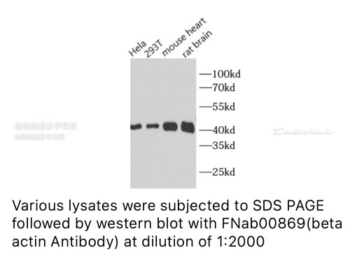 内参抗体FineTest未标记一抗 β-肌动蛋白抗体ELISA,IF,WB,IHC,IP