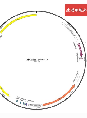 酵母载体，pGAD-T7，酵母单、双杂交，与 pGBKT7 配合使用，科研