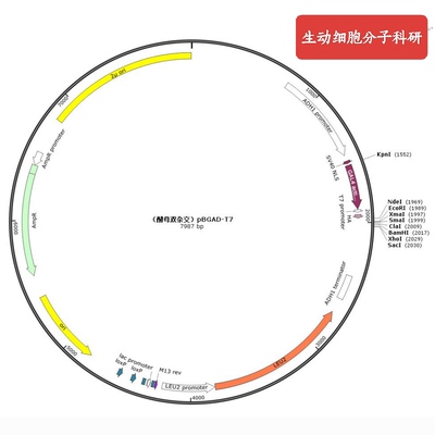 酵母载体，pGAD-T7，酵母单、双杂交，与 pGBKT7 配合使用，科研