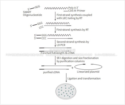 核蛋白酵母双杂交建库试剂盒,从总RNA/polyA+RNA获得全长cDNA文库