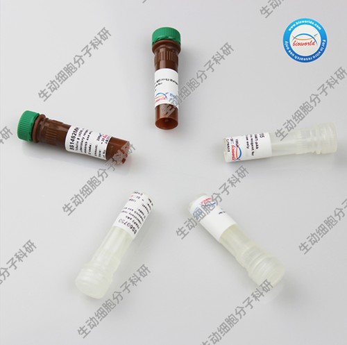 Bioworld  DAPI 试剂盒，DAPI Staining Kit，免疫组化辅助试剂