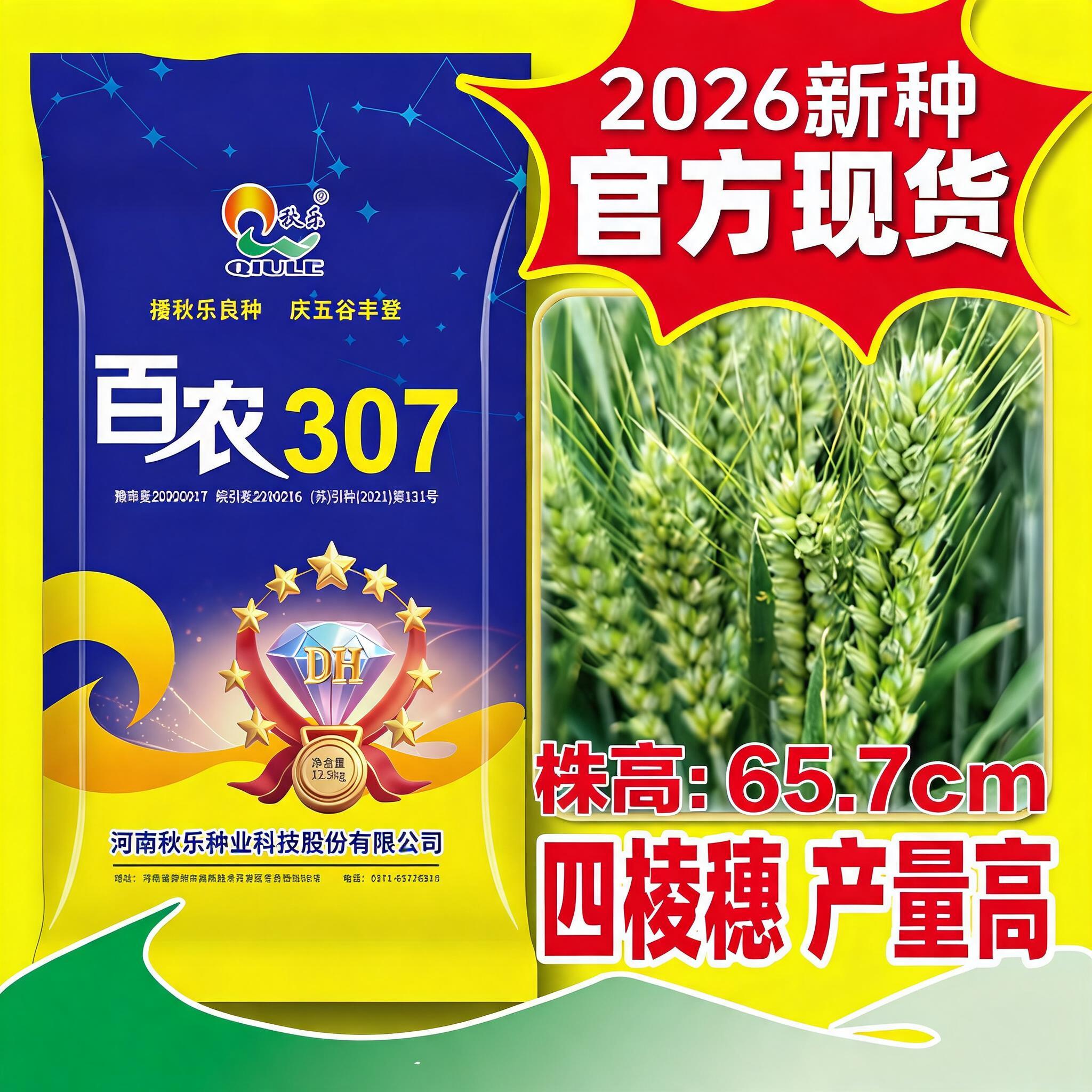 秋乐百农307小麦种子抗倒伏