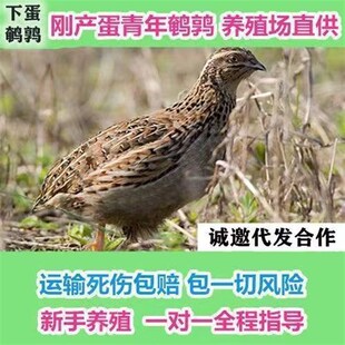 包郵 鵪鶉活苗下蛋鳥青年鵪鶉種雞繁殖寵物陽臺養(yǎng)殖產(chǎn)蛋王 包活