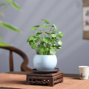 铜钱草绿萝水培植物办公室内盆栽客厅桌面绿植花卉趣味水养金钱草