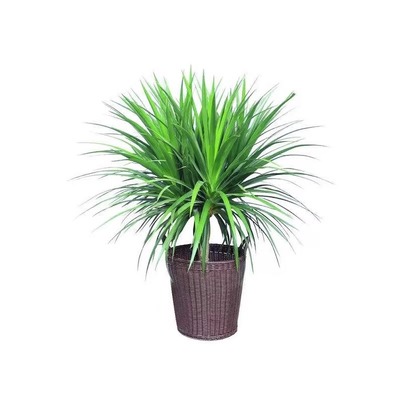 龙须树盆栽大型客厅多头绿植室内外精品多叉造型小苗带土老桩盆景
