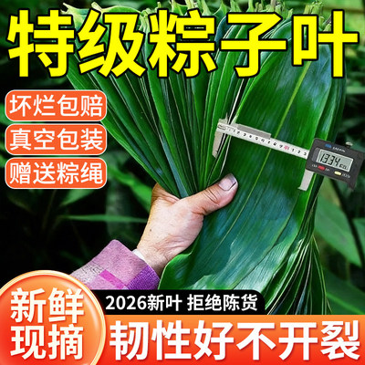 农科院新鲜大号粽叶端午包粽子用