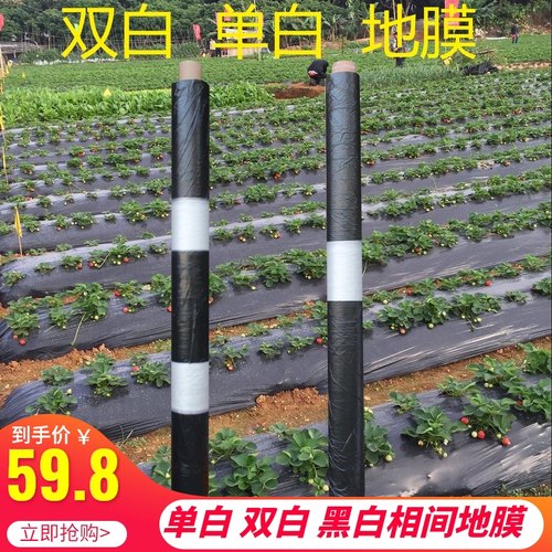 地膜农用双白单白黑色薄膜种植育苗除草防虫保温保湿大棚加厚农膜